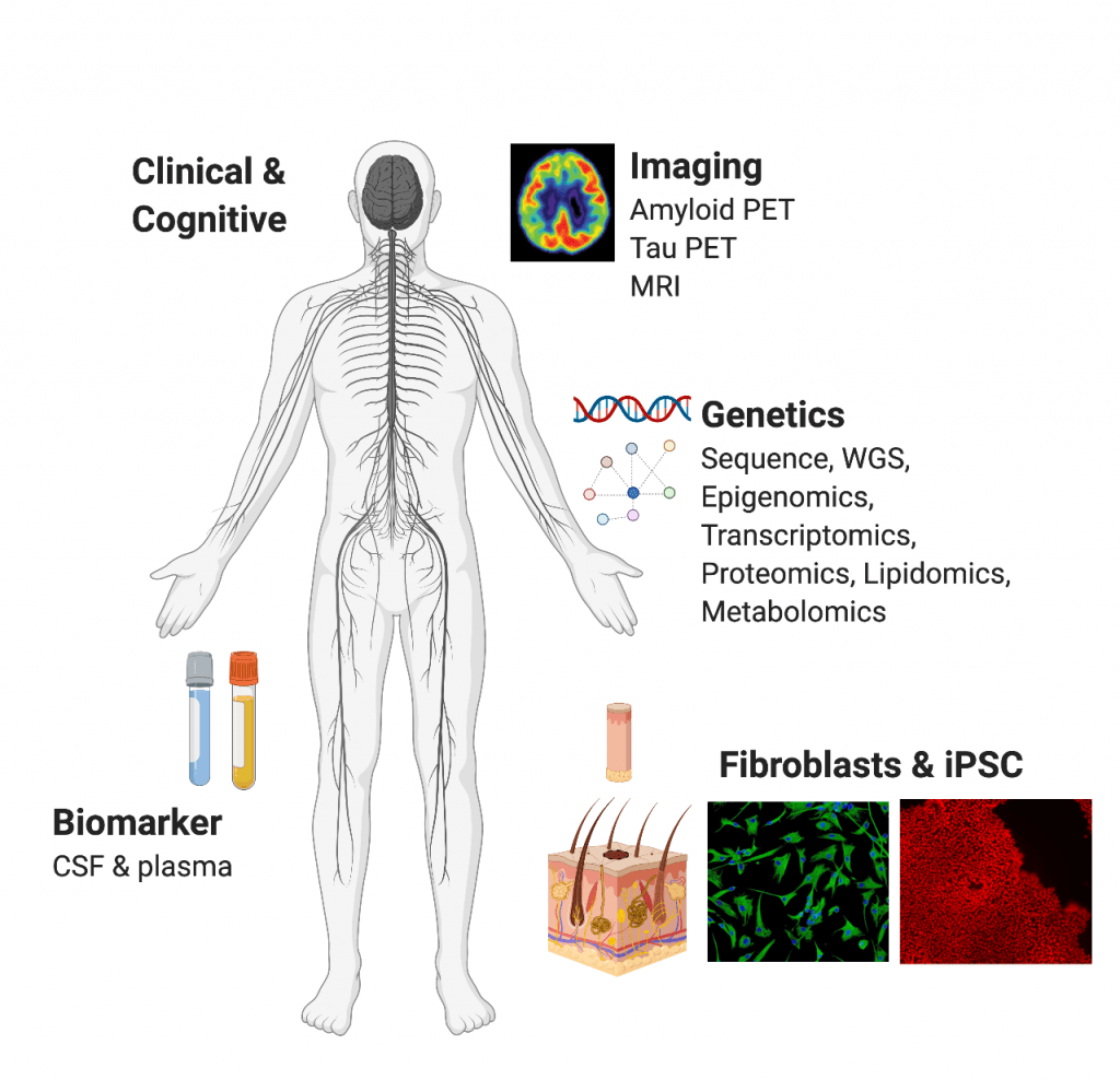 The Dominantly Inherited Alzheimer’s Network (DIAN) collects data related to Alzheimer’s disease through biomarker and genetic analysis, neural imaging, and clinical and cognitive data. The image depicts the following:
1. A human form labeled “clinical and cognitive” and showing the neural network;
2. A brain scan labeled “imaging” and listing the scanning procedures “Amyloid PET, Tau PET and MRI;”
3. Colored specimen collection tubes labeled CSF and plasma
4. Diagram of a skin biopsy, and immunocytochemistry stained images of the resulting Fibroblasts and iPSCs
5. A DNA double helix and web of connected dots to illustrate Genetic analysis through sequencing, WGS, epigenomics, transcriptomics, proteomics, lipidomics, and metabolomics. 