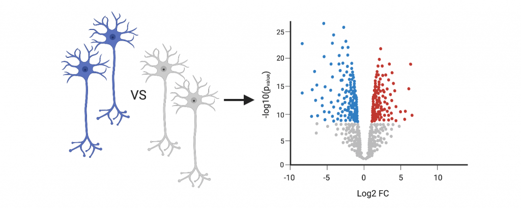 Image depicts two blue neurons and two gray neurons. These different colors represent two different populations of cells that will undergo analysis. To the right there is a depiction of a differential expression analysis in which there is a graph made up of a large number of dots, in which each dot represents a differentially expressed gene from the two different cell populations. The graph is a function of the -log10 over Log2 FC